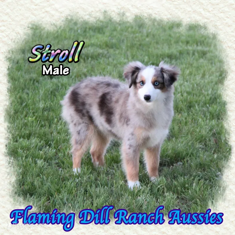 Stroll – Toy Australian Shepherd puppy for sale in Forestburg, TX