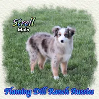 Stroll, a male Toy Australian Shepherd for sale in Forestburg, TX – Photo 1 of 5