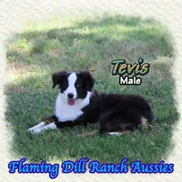 Tevis, a male Toy Australian Shepherd for sale in Forestburg, TX – 3 of 5