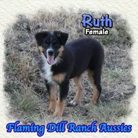 Ruth, a female Miniature Australian Shepherd for sale in Forestburg, TX – 2 of 5