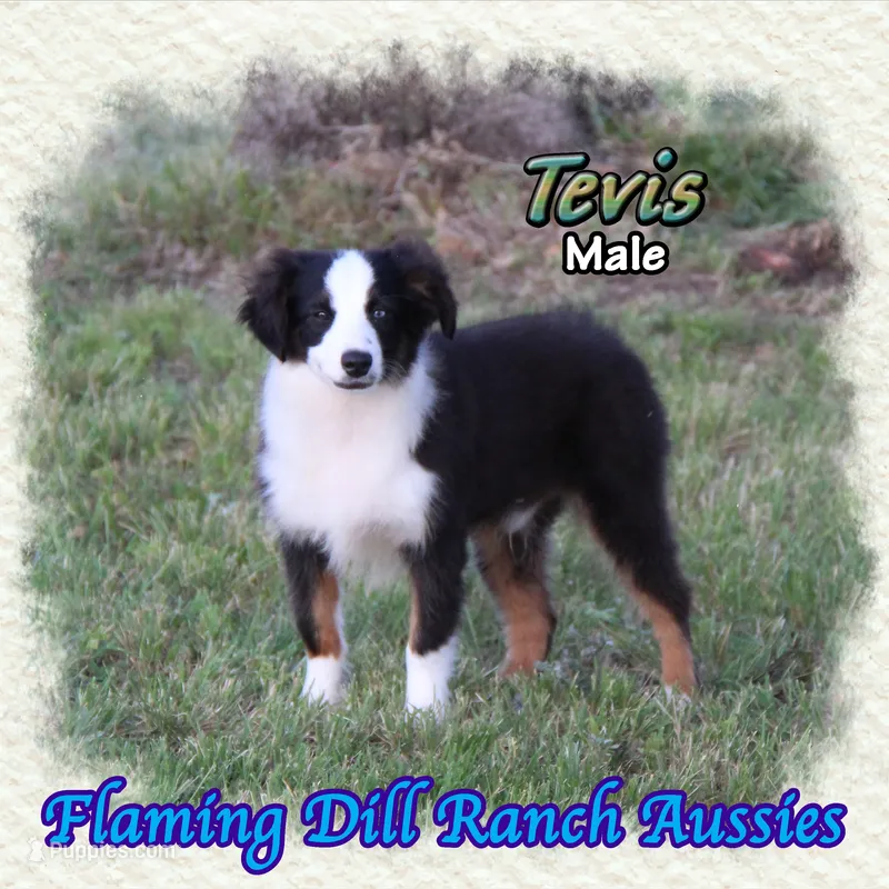 Tevis – Toy Australian Shepherd puppy for sale in Forestburg, TX