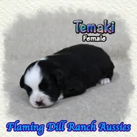 Temaki, a female Toy Australian Shepherd for sale in Forestburg, TX – 4 of 5