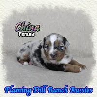 China, a female Miniature Australian Shepherd for sale in Forestburg, TX – 4 of 5