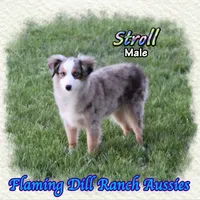Stroll, a male Toy Australian Shepherd for sale in Forestburg, TX – Photo 2 of 5