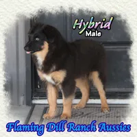Hybrid, a male Miniature Australian Shepherd for sale in Forestburg, TX – 2 of 5