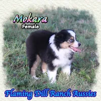 Mokara, a female Toy Australian Shepherd for sale in Forestburg, TX – 4 of 5