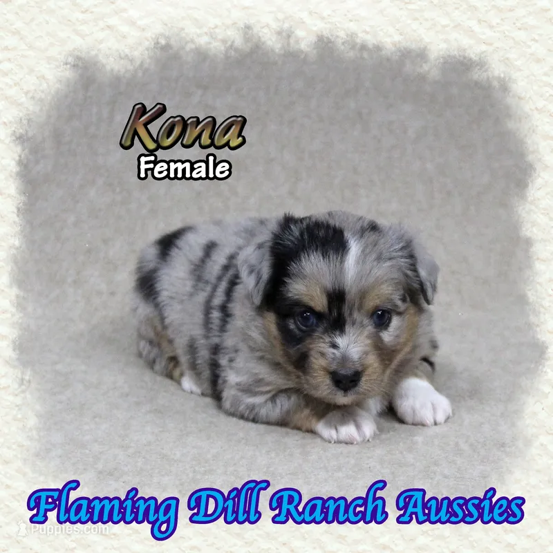 Kona – Toy Australian Shepherd puppy for sale in Forestburg, TX
