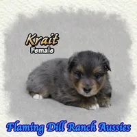 Krait, a female Toy Australian Shepherd for sale in Forestburg, TX – 3 of 5
