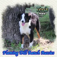 Tevis, a male Toy Australian Shepherd for sale in Forestburg, TX – 2 of 5
