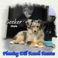 Seeker, a male Miniature Australian Shepherd and Toy Australian Shepherd for sale in Forestburg, TX – Photo 4 of 5