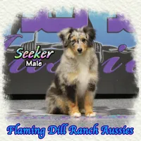 Seeker, a male Miniature Australian Shepherd and Toy Australian Shepherd for sale in Forestburg, TX – Photo 3 of 5