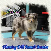 Seeker, a male Miniature Australian Shepherd and Toy Australian Shepherd for sale in Forestburg, TX – Photo 1 of 5