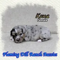 Kona, a female Toy Australian Shepherd for sale in Forestburg, TX – Photo 2 of 5