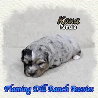 Kona, a female Toy Australian Shepherd for sale in Forestburg, TX – Photo 4 of 5