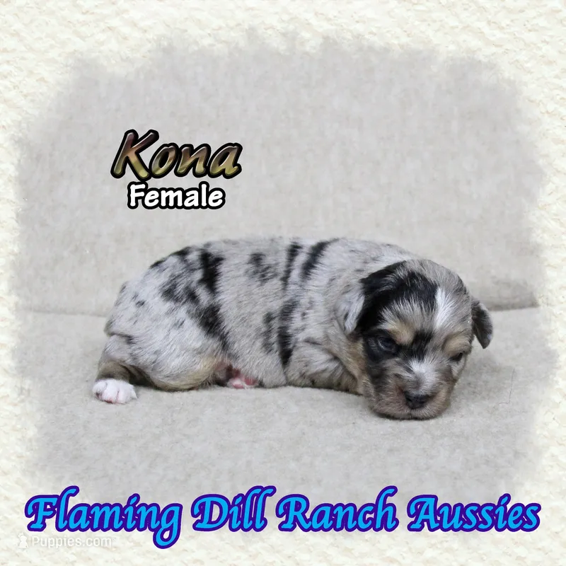 Kona – Toy Australian Shepherd puppy for sale in Forestburg, TX