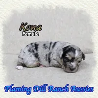 Kona, a female Toy Australian Shepherd for sale in Forestburg, TX – Photo 1 of 5