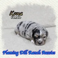 Kona, a female Toy Australian Shepherd for sale in Forestburg, TX – Photo 3 of 5
