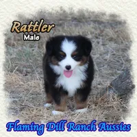 Rattler, a male Toy Australian Shepherd for sale in Forestburg, TX – 4 of 5