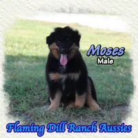 Moses, a male Miniature Australian Shepherd for sale in Forestburg, TX – 3 of 5