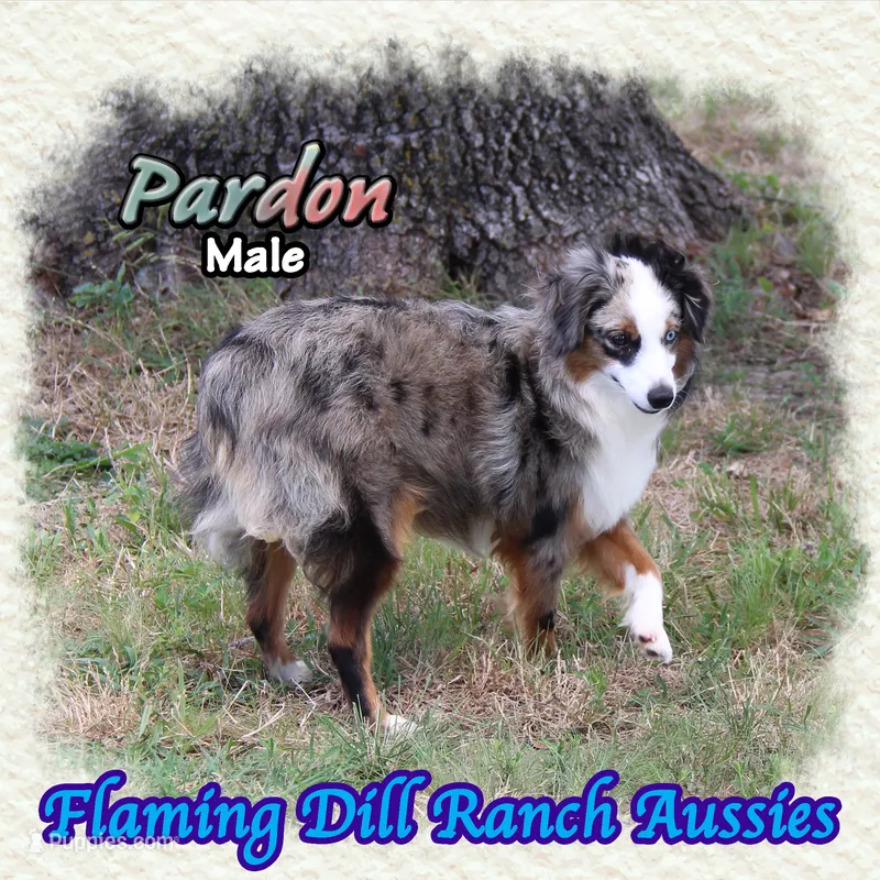 Pardon – Toy Australian Shepherd puppy for sale in Forestburg, TX