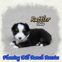 Rattler, a male Toy Australian Shepherd for sale in Forestburg, TX – 2 of 5