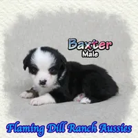Baxter, a male Toy Australian Shepherd for sale in Forestburg, TX – 4 of 5