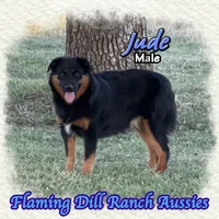 Jude, a male Miniature Australian Shepherd for sale in Forestburg, TX – 1 of 5