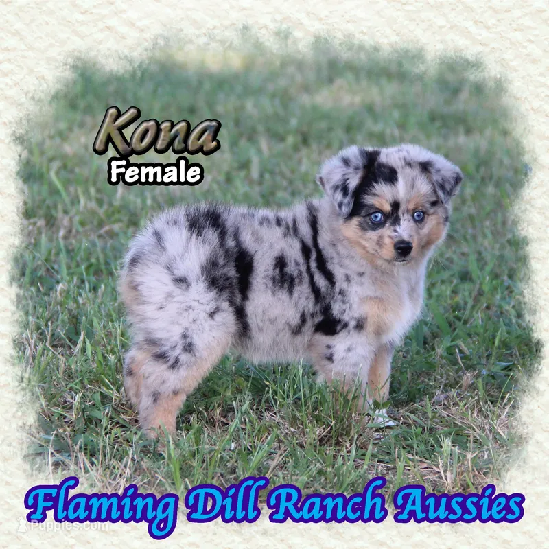 Kona – Toy Australian Shepherd puppy for sale in Forestburg, TX