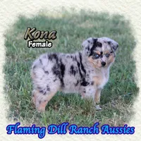 Kona, a female Toy Australian Shepherd for sale in Forestburg, TX – 1 of 5