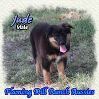 Jude, a male Miniature Australian Shepherd for sale in Forestburg, TX – 1 of 5