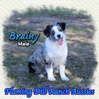 Brainy, a male Miniature Australian Shepherd for sale in Forestburg, TX – Photo 3 of 5