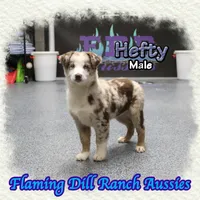 Hefty, a male Miniature Australian Shepherd for sale in Forestburg, TX – Photo 2 of 5