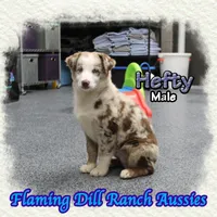 Hefty, a male Miniature Australian Shepherd for sale in Forestburg, TX – Photo 3 of 5