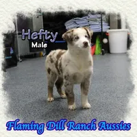 Hefty, a male Miniature Australian Shepherd for sale in Forestburg, TX – Photo 4 of 5