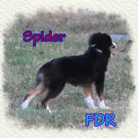 Spider, a male Toy Australian Shepherd for sale in Forestburg, TX – 4 of 5
