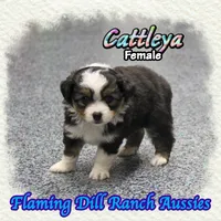 Cattleya, a female Toy Australian Shepherd for sale in Forestburg, TX – 2 of 5