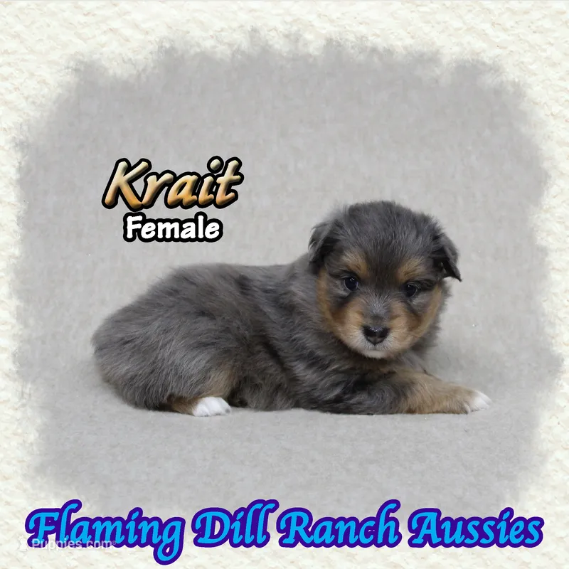 Krait – Toy Australian Shepherd puppy for sale in Forestburg, TX