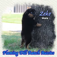 Zeke, a male Miniature Australian Shepherd for sale in Forestburg, TX – 4 of 5