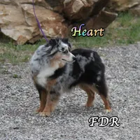 Heart, a female Toy Australian Shepherd for sale in Forestburg, TX – 4 of 6