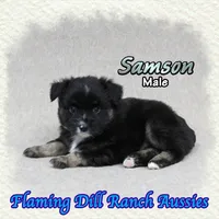 Samson, a male Miniature Australian Shepherd for sale in Forestburg, TX – 3 of 5