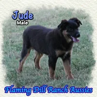 Jude, a male Miniature Australian Shepherd for sale in Forestburg, TX – 1 of 5