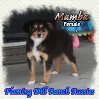 Mamba, a female Toy Australian Shepherd for sale in Forestburg, TX – 2 of 5