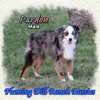 Pardon, a male Toy Australian Shepherd for sale in Forestburg, TX – 2 of 5