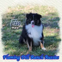 Fin, a male Toy Australian Shepherd for sale in Forestburg, TX – Photo 3 of 5