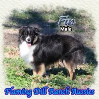 Fin, a male Toy Australian Shepherd for sale in Forestburg, TX – Photo 2 of 5