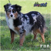 Heart, a female Toy Australian Shepherd for sale in Forestburg, TX – 5 of 6