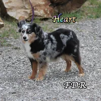Heart, a female Toy Australian Shepherd for sale in Forestburg, TX – 3 of 6