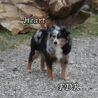 Heart, a female Toy Australian Shepherd for sale in Forestburg, TX – 2 of 6