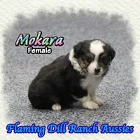 Mokara, a female Toy Australian Shepherd for sale in Forestburg, TX – 3 of 5