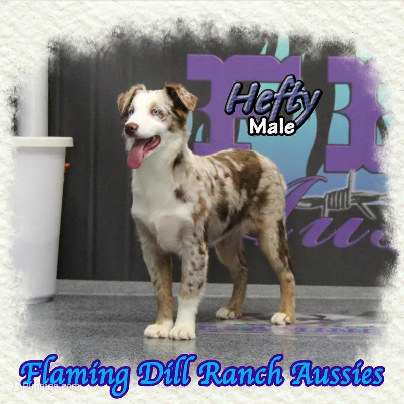 Hefty – Miniature Australian Shepherd puppy for sale in Forestburg, TX